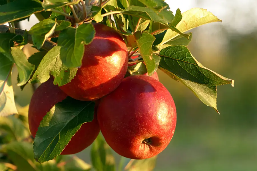 Apple on tree