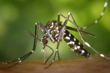 blood-type-attracts-mosquito