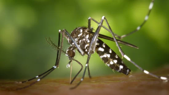 blood-type-attracts-mosquito