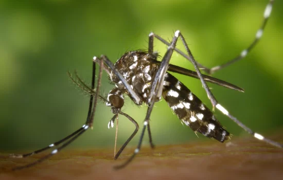 blood-type-attracts-mosquito