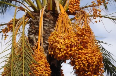 date fruit in gulf countries