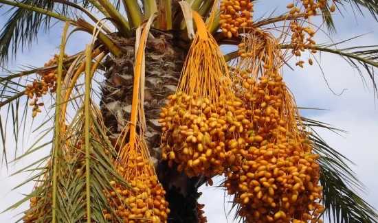 date fruit in gulf countries