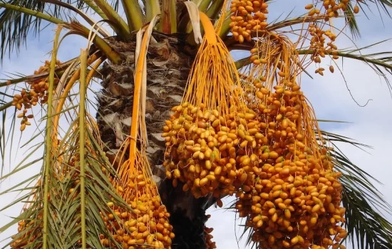 date fruit in gulf countries