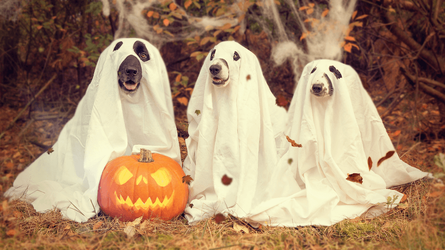 Dogs dressed like ghost