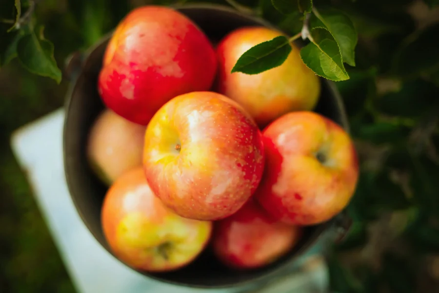 Honeycrisp Apple