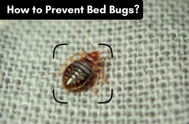 how to prevent bed bugs