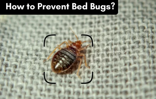 how to prevent bed bugs